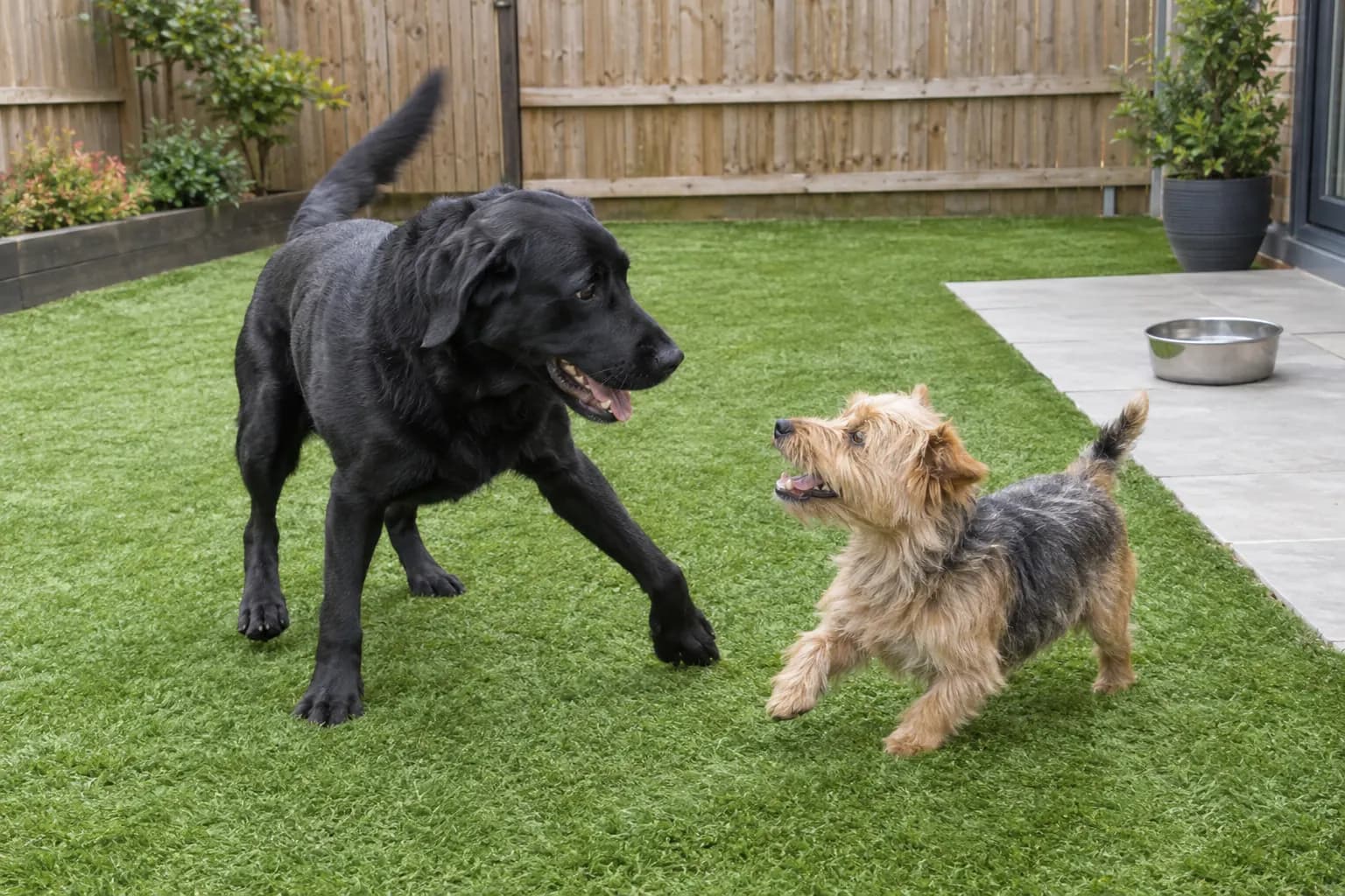 Two dogs playing on an artificial lawn in a fenced backyard